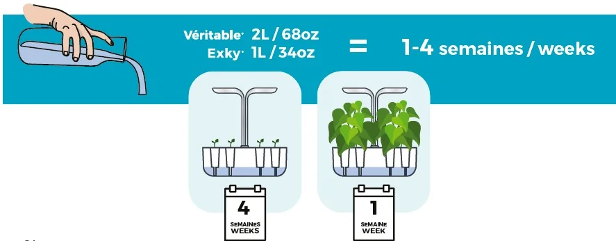 Les potagers autonome Véritable sont autonomes en eau jusqu'à 4 semaines